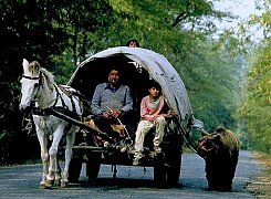 Перейти в галерею ...